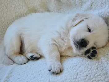 How Much Sleep Do Puppies Need? Vet-Approved Facts