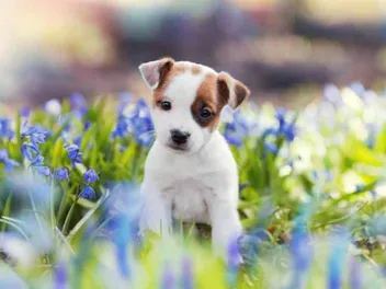 2-Month-Old Puppy: What to Expect (Vet-Approved Guide)