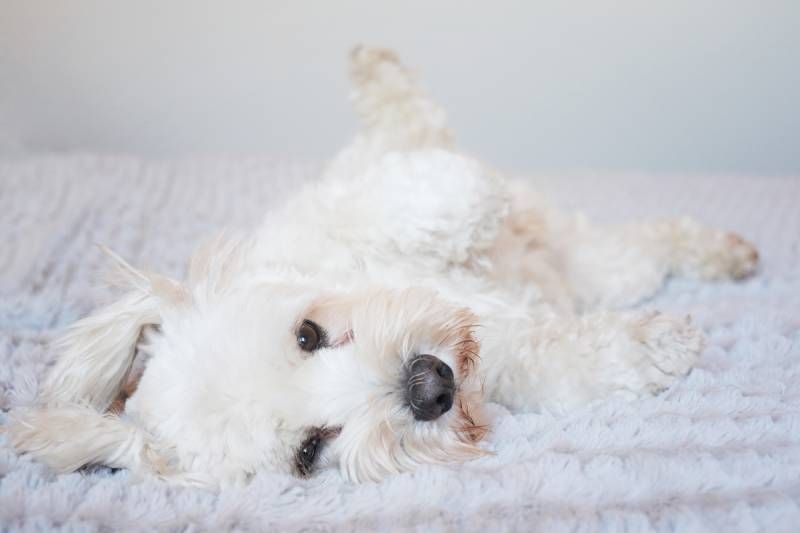 white fluffy dog looking cute lying on his back for a tummy rub