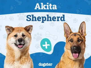 Akita Shepherd Dog Breed: Info, Pictures, Temperament, Care & More!