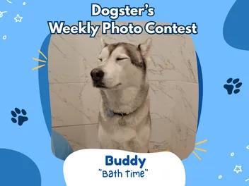 Dogster’s Weekly Photo Contest Winners: Bath Time (May 25, 2026)