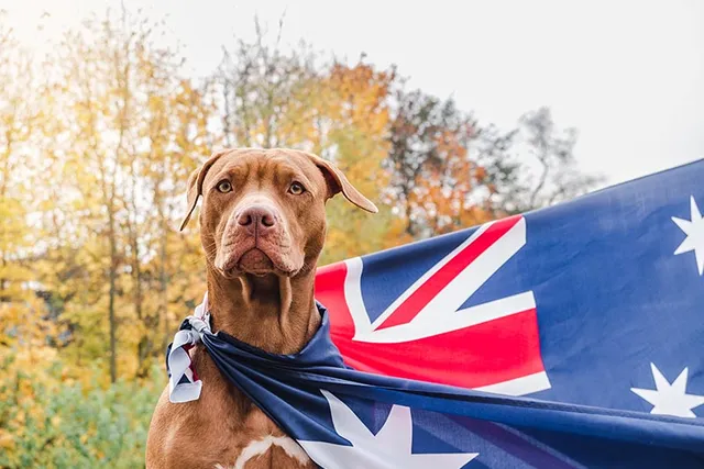 8 Australia Day Safety Tips for Dogs (2026 Guide)
