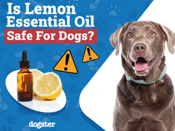 Is Lemon Essential Oil Safe for Dogs? Vet-Approved Health Facts