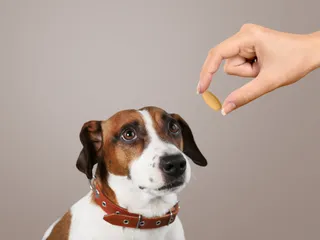 Benadryl for Dogs: Our Vet Explains Safety & Effectiveness