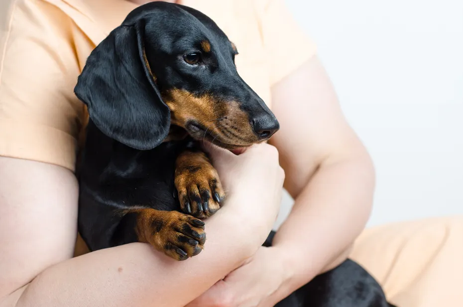 woman hugging her dachshund dog