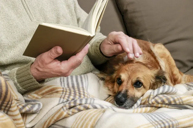 Do Dogs Like to Be Read to? The Answer Might Surprise You