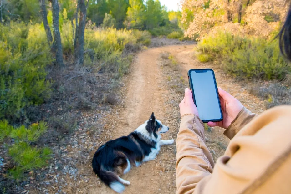 dog lying on the ground and a woman checking her phone