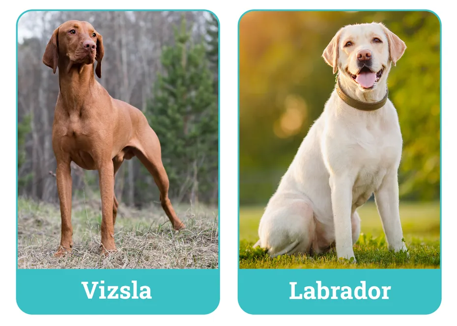 Vizsla vs. Labrador