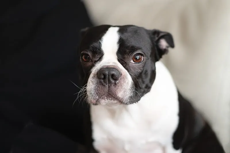 boston terrier dog with ears back