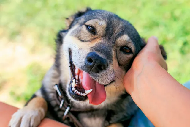 16 Weird Things Dogs Do When They Love You: Vet-Reviewed Behavior & Facts