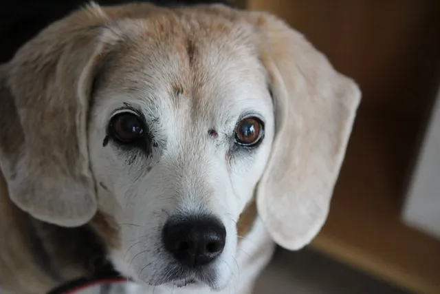 Moles on Dogs: A Complete Vet-Reviewed Guide