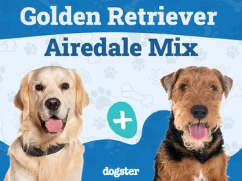 Goldendale (Airedale & Golden Retriever Mix): Info, Pictures, Care & More