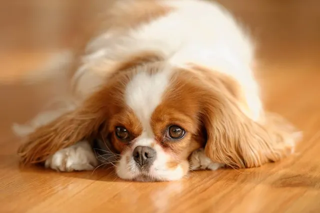 62 Dog Breeds That Start With C: Info, Pictures, Facts & History