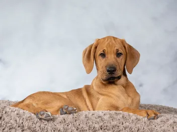 Broholmer Dog Breed: Info, Pictures, Traits, Care Guide & More