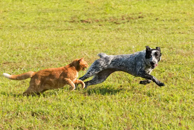 My Cat Is Bullying My Dog: 9 Vet-Approved Tips to Stop Them