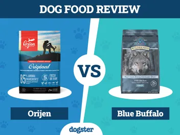 Orijen Dog Food vs Blue Buffalo Dog Food: 2026 Comparison, Pros & Cons