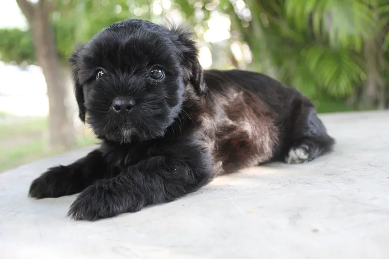 Black female shih tzu poodle sunbathing