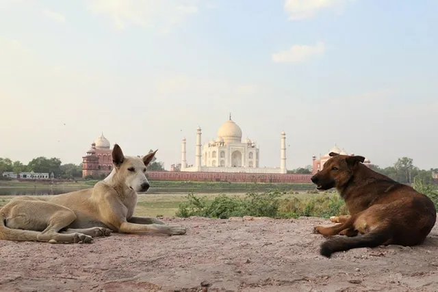 Dogs in Indian Culture & History: How Do They Fit In?