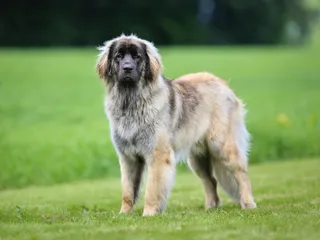 Leonberger Dog Breed: Info, Pictures, Facts, & Traits
