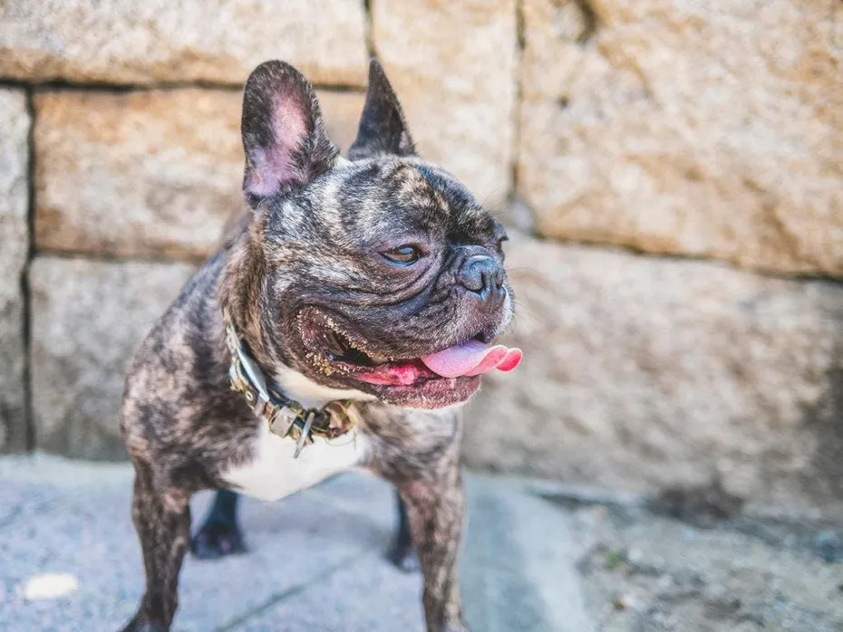 french bulldog panting