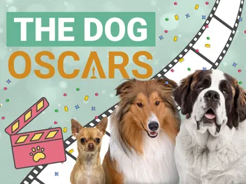 The Dog Oscars: Presenting Hollywood’s Top Dog Movies, Actors & Franchises