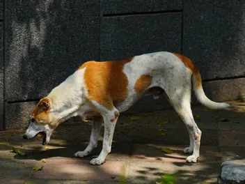 Antifreeze Poisoning in Dogs: Dangers, Toxicity & Treatments (Vet Answer)