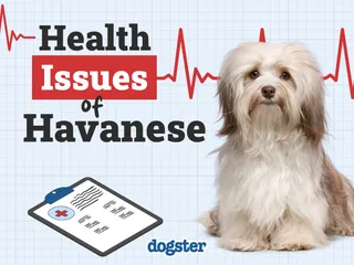 9 Common Havanese Health Issues to Watch Out For (Vet Approved)