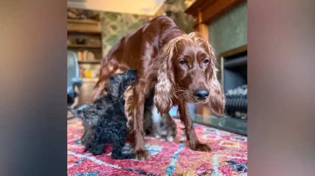 A very tired Marigold. Im- Marigold Shocks Her Owner By Delivering 17 Irish Doodle Puppies in a Single Day