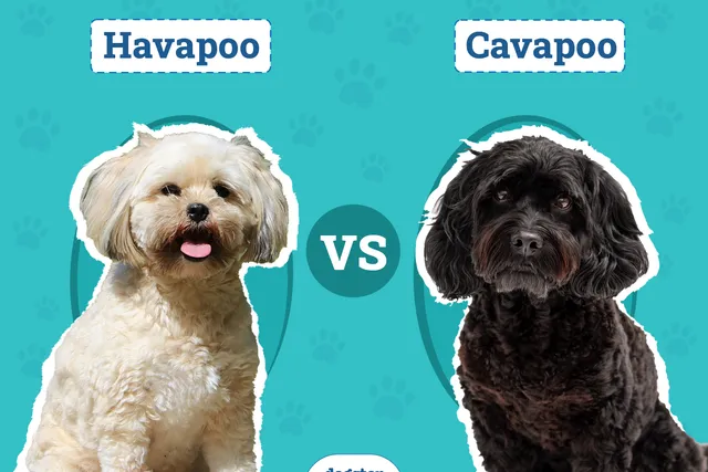 Havapoo vs. Cavapoo: Differences Explained (With Pictures, Vet-Reviewed)