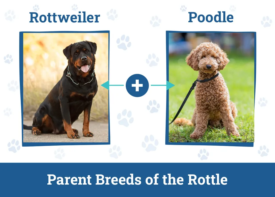 Parent Breeds of the Rottle