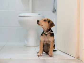 Can You Flush Dog Poop Down the Toilet? Vet-Reviewed Facts & Info