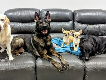 Introducing the Dogsters: Welcome to Dr Karyn's Jungle (with Poppy, Bailey, Kodah, Ned & Fred)