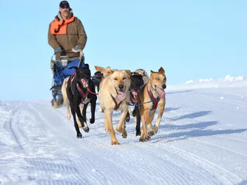 Dog Mushing: What It Is & How to Get Started With the Sport