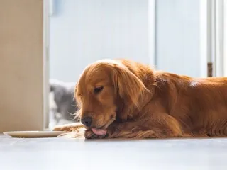 Do All Golden Retrievers Have Webbed Feet? Vet-Verified Facts & History