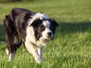 Prey Drive in Dogs: Vet-Verified Signs & How to Help