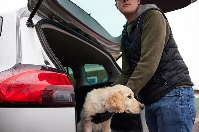 Why Do People Steal Dogs? 3 Common Reasons & Vet Approved Prevention Tips