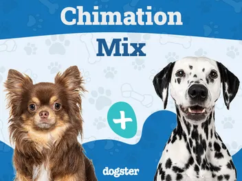 Chimation (Dalmatian & Chihuahua Mix): Info, Pictures, Care & More