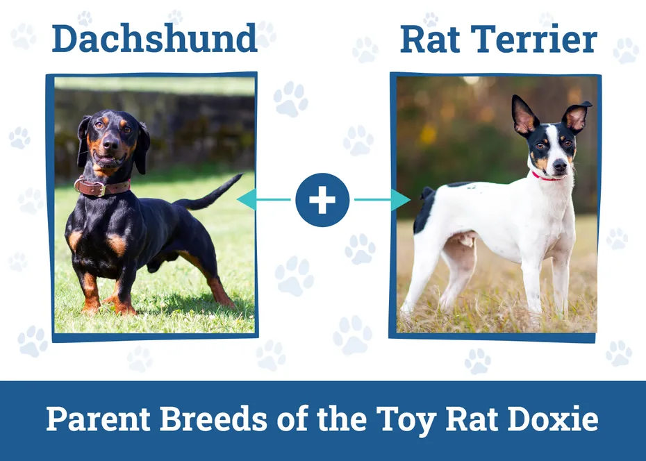 Parent Breeds of the Toy Rat Doxie