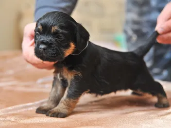Swimmer’s Syndrome in Puppies: Vet-Verified Causes, Signs & Care