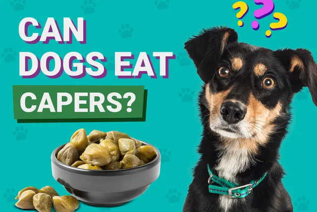 Can Dogs Eat Capers? Vet-Reviewed Nutrition Facts & FAQ