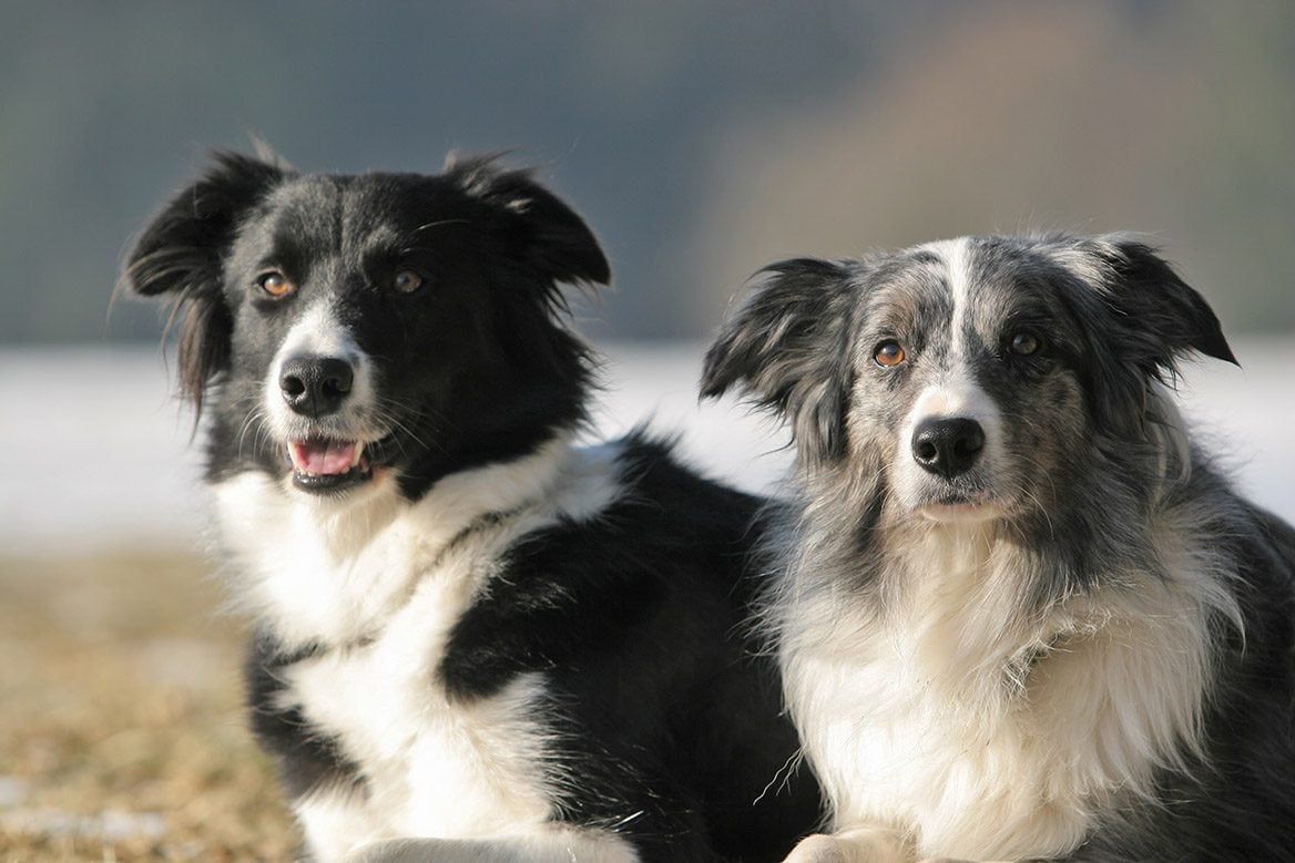 border collies couple