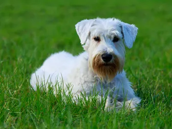 Sealyham Terrier: Info, Pictures, Temperament & Traits