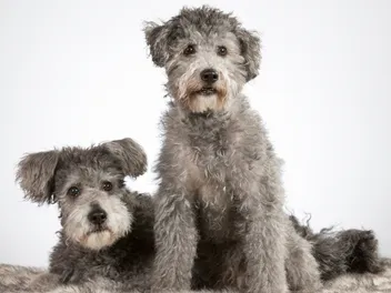 Can Dogs Get Sick from Other Dogs? Info & Common Diseases (Vet Answer)
