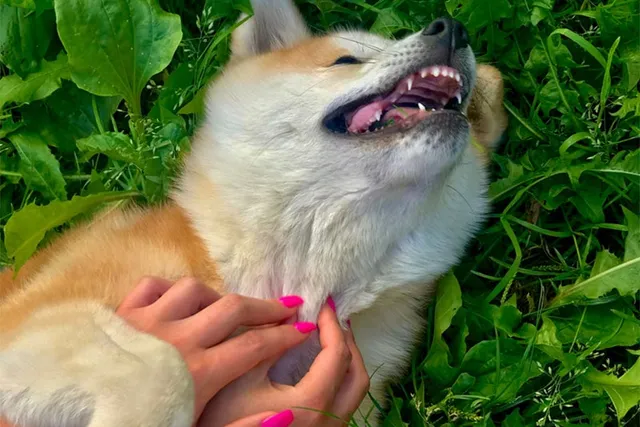 Is My Dog Ticklish? Emotions, Reflexes & Responses