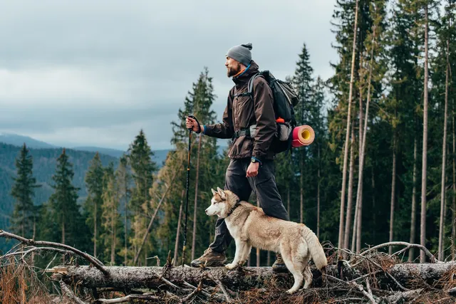 How to Train Your Dog for Hiking: 9 Vet-Verified Helpful Tips