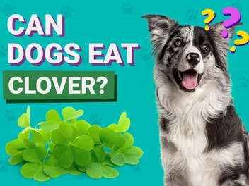 Can Dogs Eat Clover? Vet-Verified Facts & FAQ