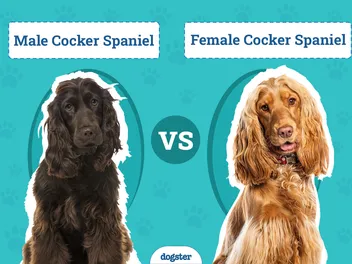 Male vs Female Cocker Spaniels: The Differences (With Pictures)