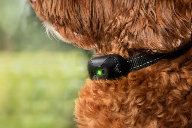 Are Shock Collars Illegal? Legality & Ethics Explained (Vet Reviewed)