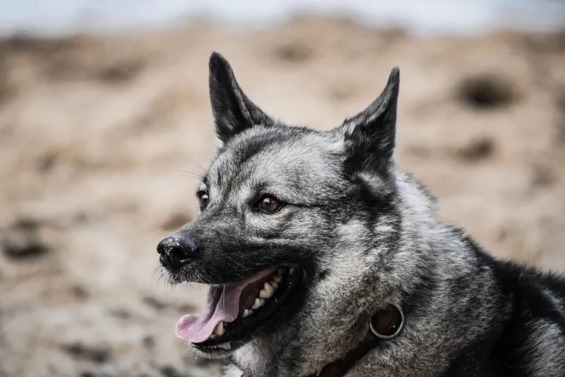 norwegian-elkhound-on-the-beach-with-tongue-out