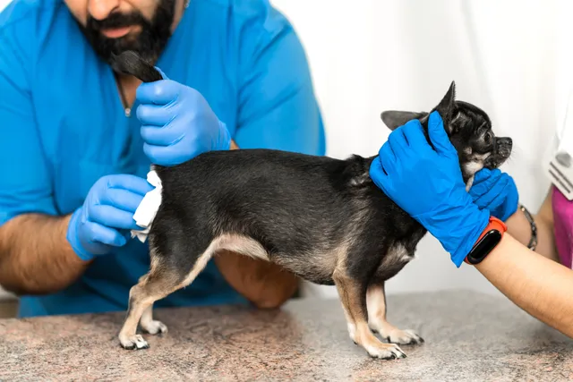 How to Help a Dog Express Their Anal Glands Naturally: 7 Vet-Approved Options